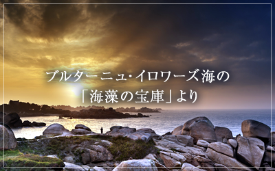 ブルターニュ・イロワーズ海の「海藻の宝庫」より